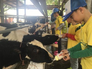 农场体验活动